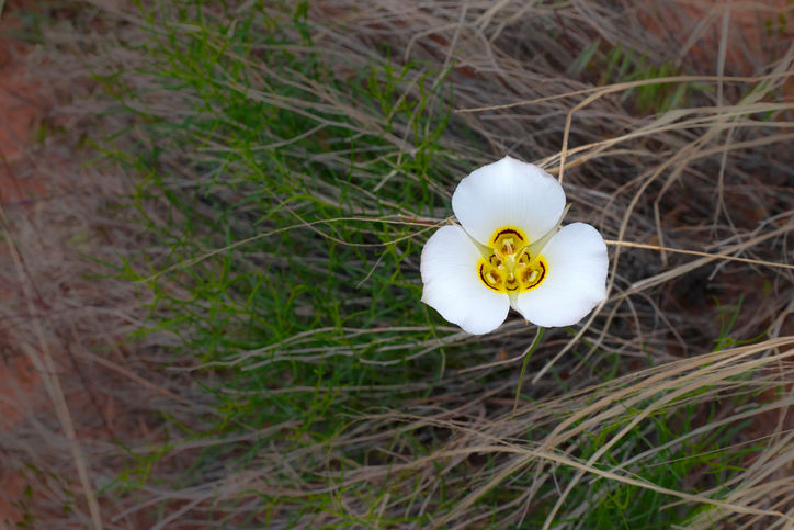 Sego Lily